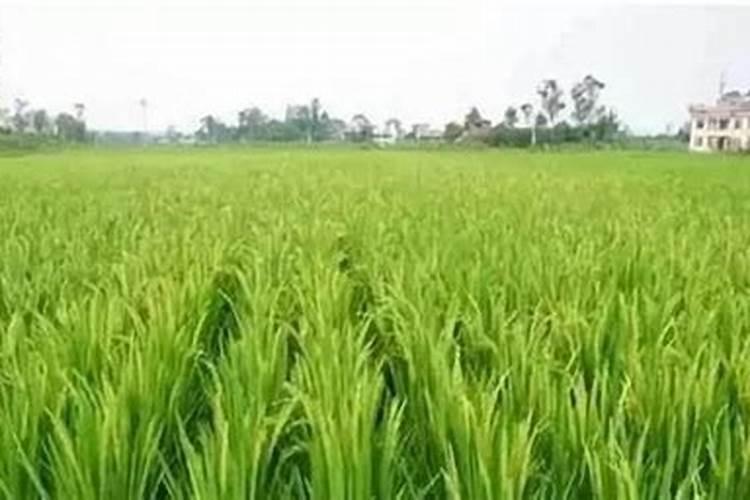 赤霉酸和芸苔素混用