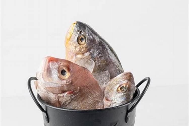 鱼蛋白自制配方