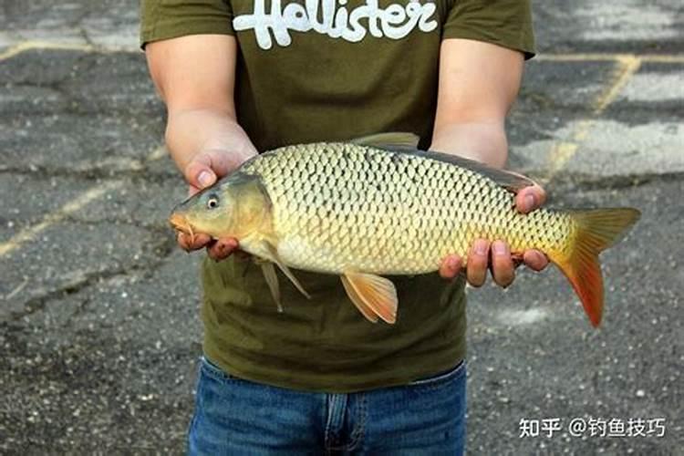 鱼塘撒化肥鱼一般几天不开口,附撒化肥的比例