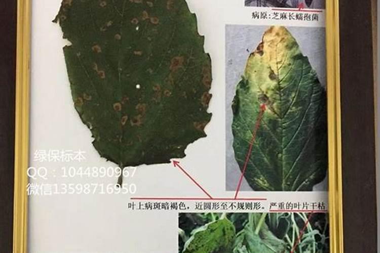 芝麻饼、花生饼之类的怎样做花肥？