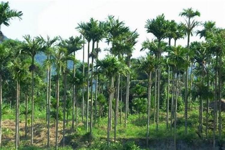 槟榔施什么肥最好