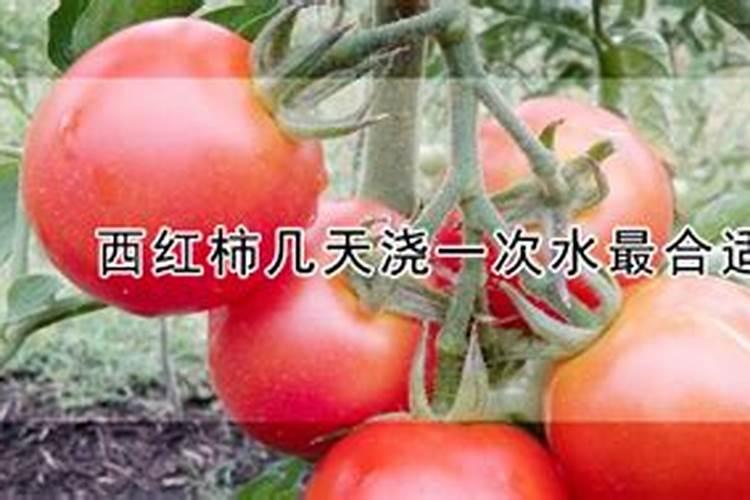 西红柿膨大果实用什么肥好