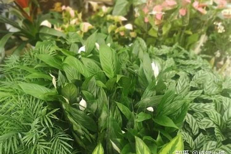 白掌用什么肥料？