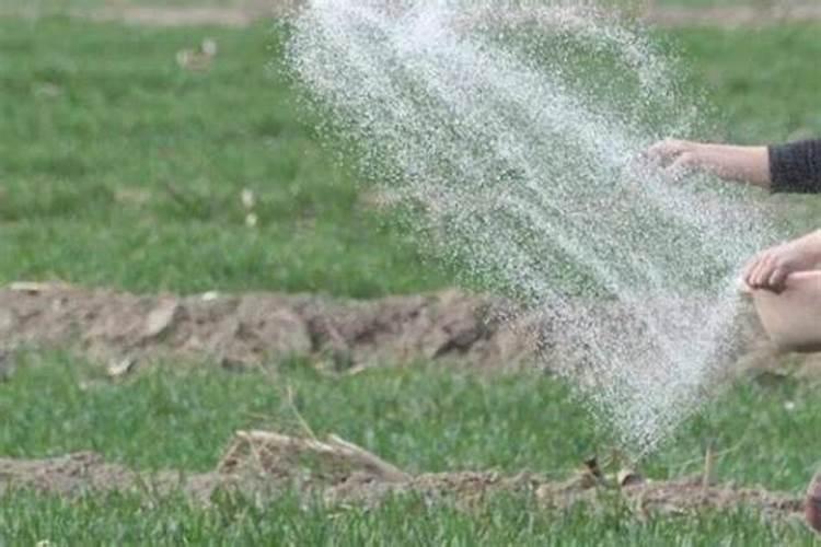 玉米高产有哪些技巧？需要用锌肥拌种吗？