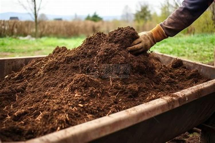 多肉使用什么肥料