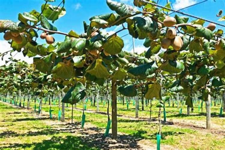 月季的花苞还没打开就变黄并掉落,为啥？