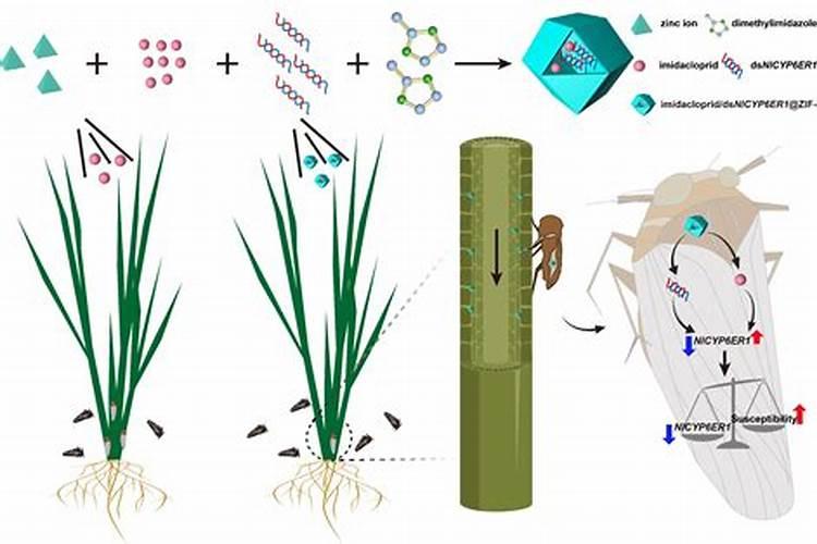 玉米出廖了能打叶面肥吗
