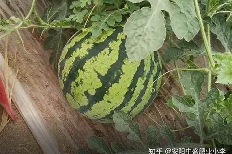 西瓜坐果后如何施肥