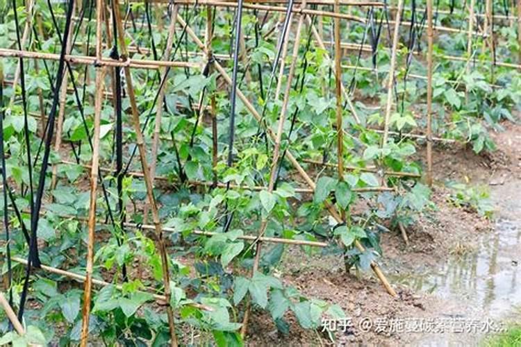 魔芋种植技术及亩产量及利润