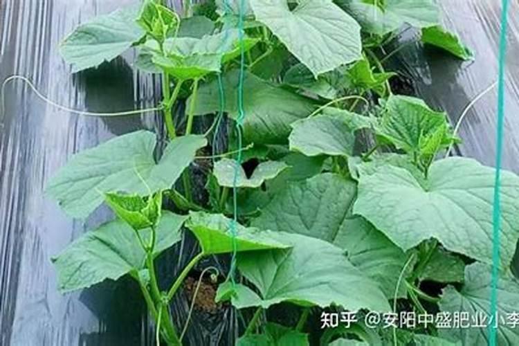玉米拔节期施什么肥 玉米拔节期的施肥方法
