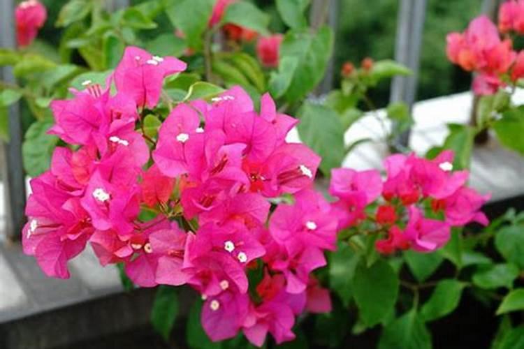 玉米拔节期是几叶 拔节期施什么肥