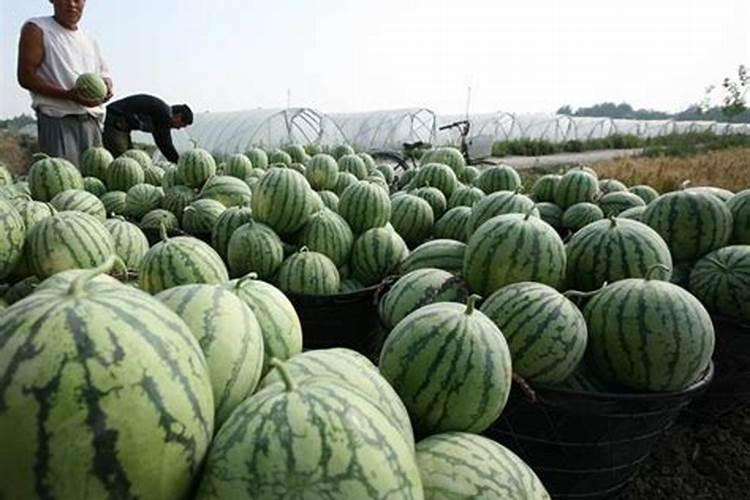 西瓜坐果后用什么肥料