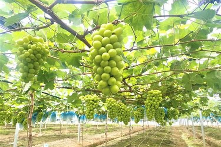 阳光玫瑰萌芽期用肥