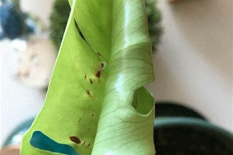 龟背竹施什么肥最好