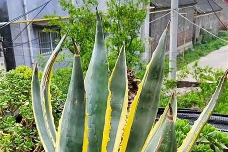 硫酸铵在农业上的作用