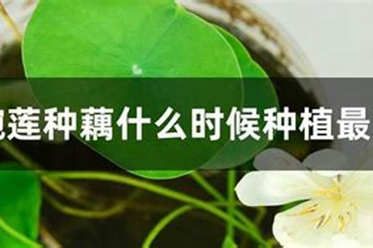 新栽的山楂树怎么管理