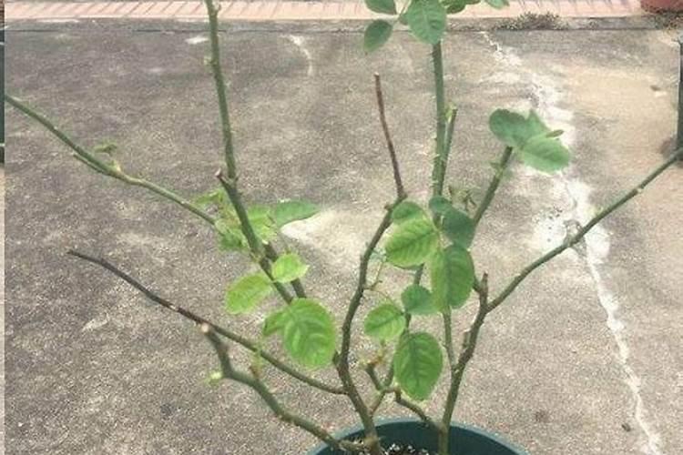 草莓怎么才算缓苗成功草莓缓苗后长势不好怎么办