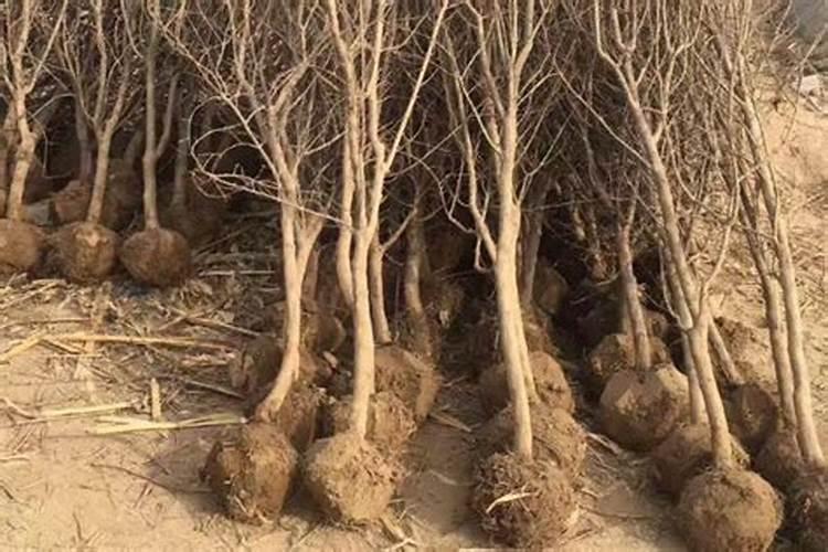 求救治疗发财树的办法和原因!!