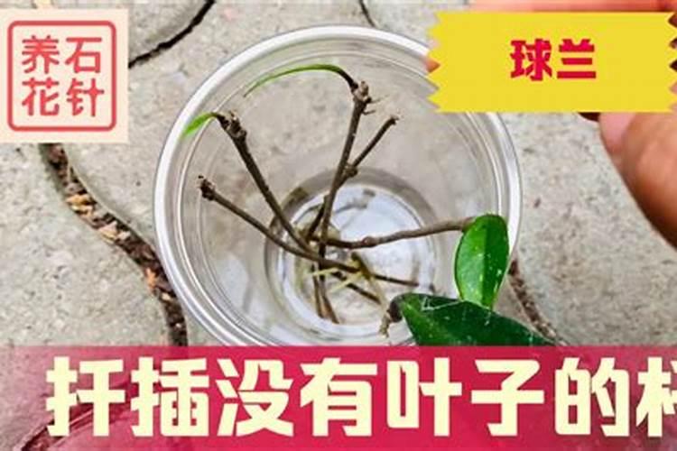 发财树树干腐烂怎么办