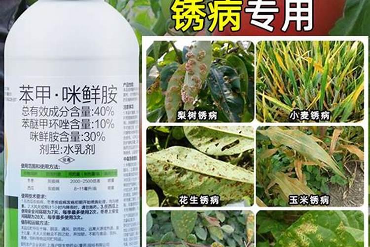 小麦条锈病防治方法