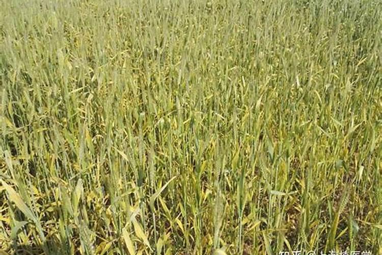 小麦条锈病防治方法