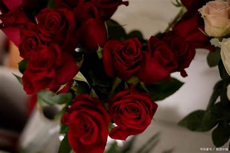 玫瑰花发芽了,怎么养？