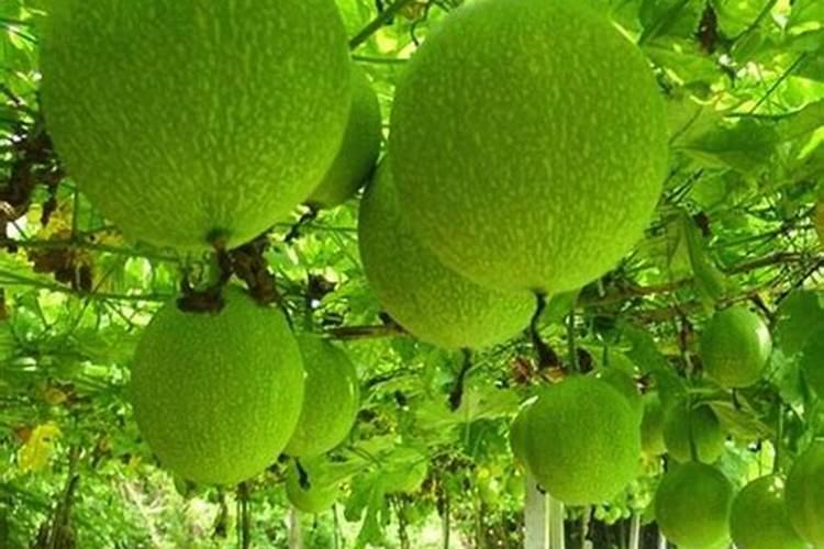 瓜蒌开花结果时需氮磷钾的比例是多少