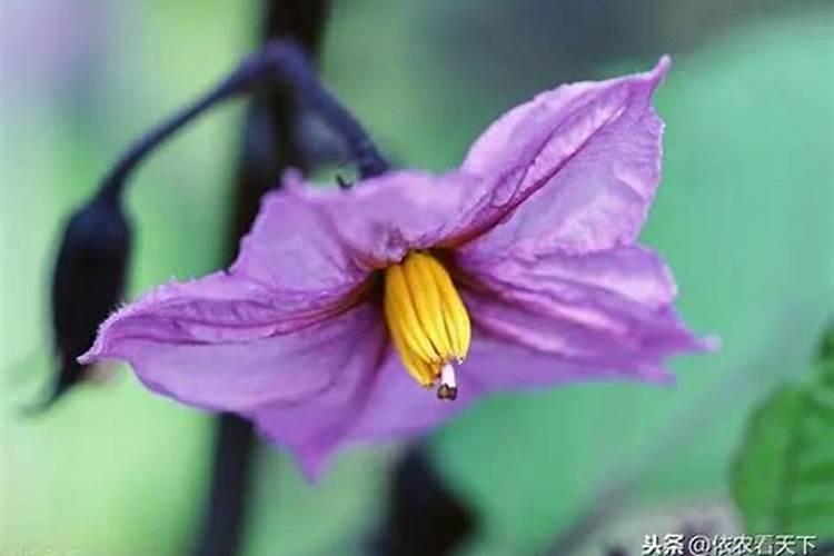 茄子开花不结果怎么办