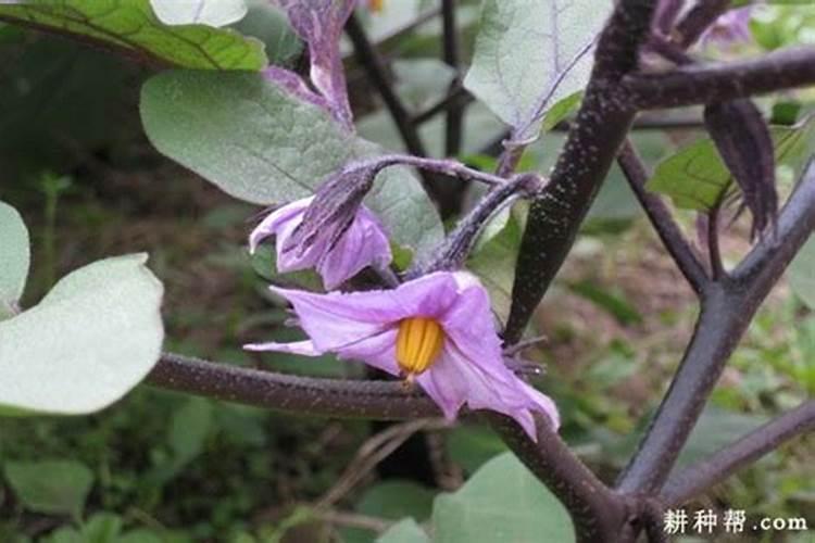 大棚茄子会开花不结果是什么原因？