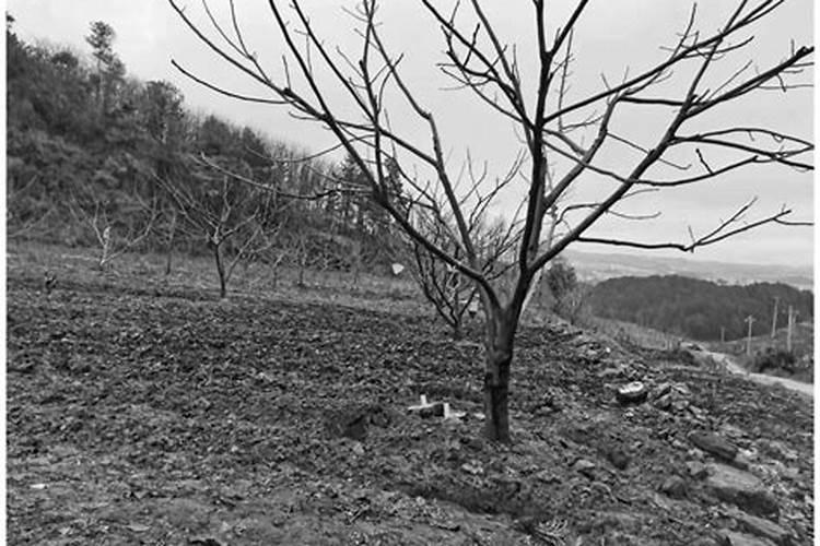 北京8月份可以种什么菜