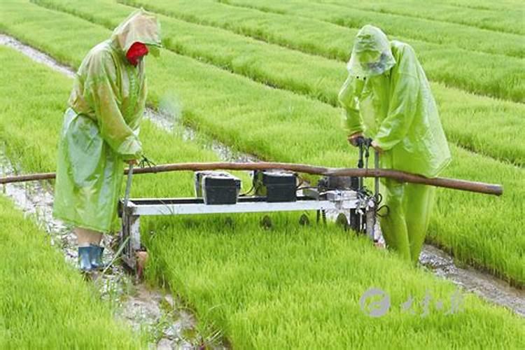 钾肥什么样的好