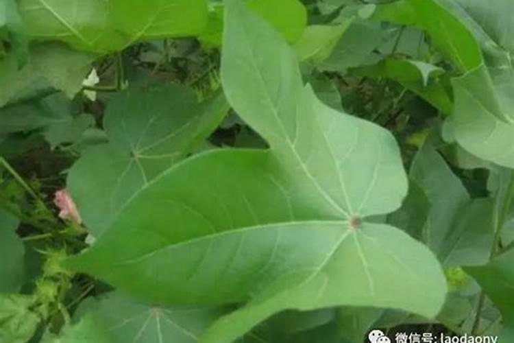 ...发现棉花的叶子变红色了？请问为什么？有什么影响