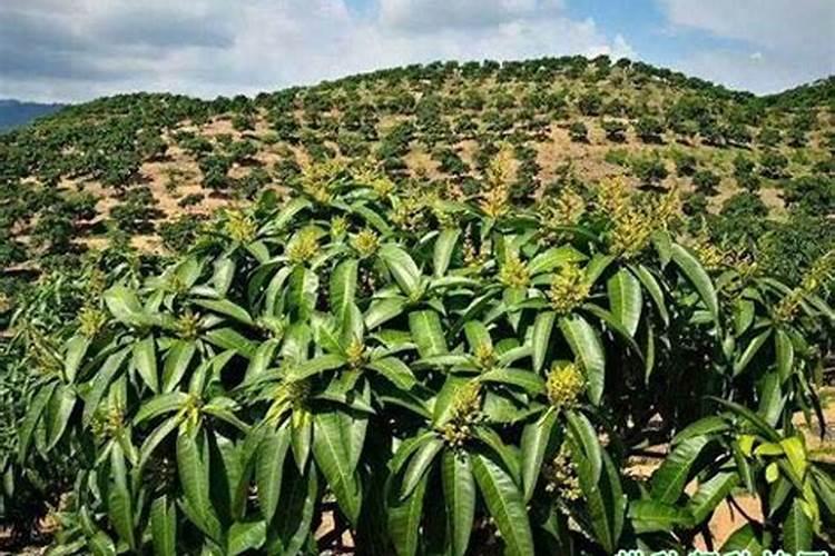 草莓各个时期的施肥方案 草莓施肥时间和方法