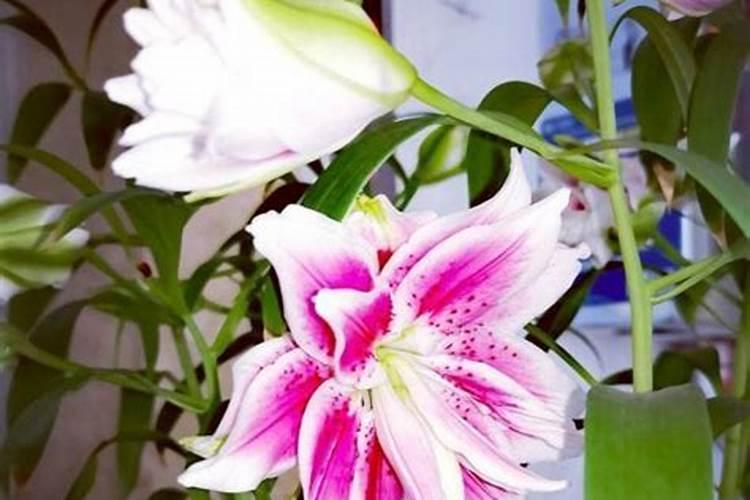 百合花期怎么施肥,百合花苞期怎么施肥