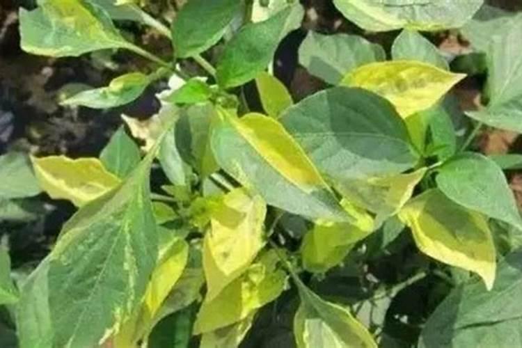 辣椒缺氮如何防治？