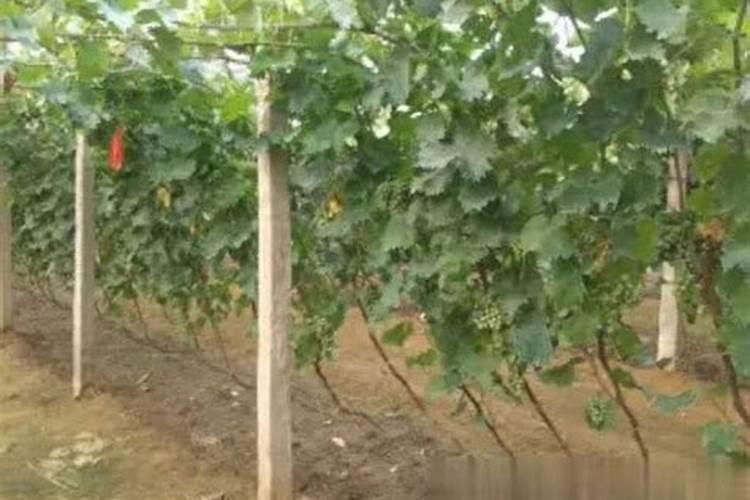 葡萄秋施肥的正确使用方法？葡萄底肥的最佳使用时间？