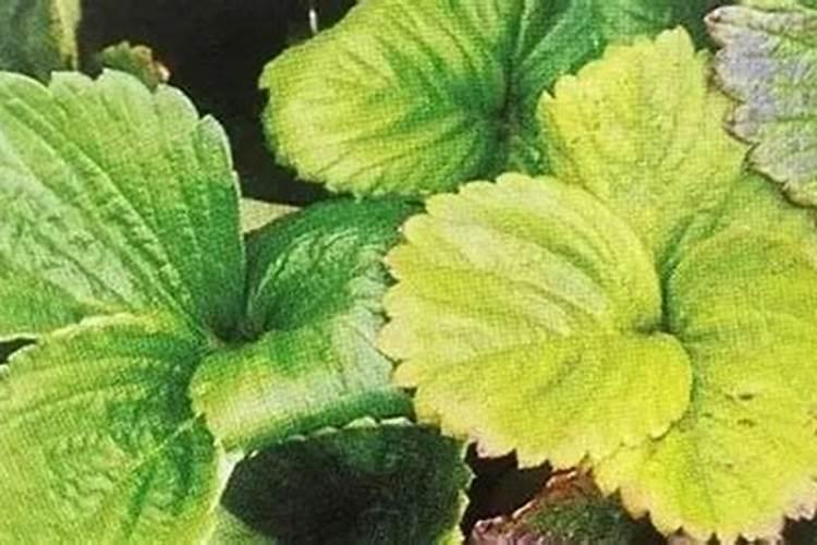 酸草莓怎么变甜