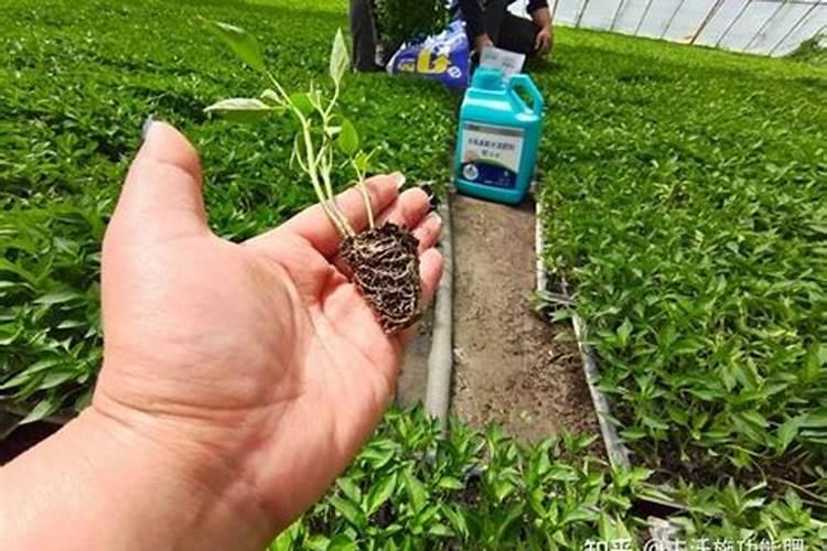 使用水溶肥的正确方法