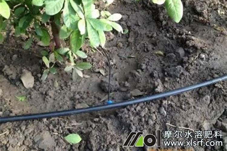 盆栽花卉的底肥怎么施