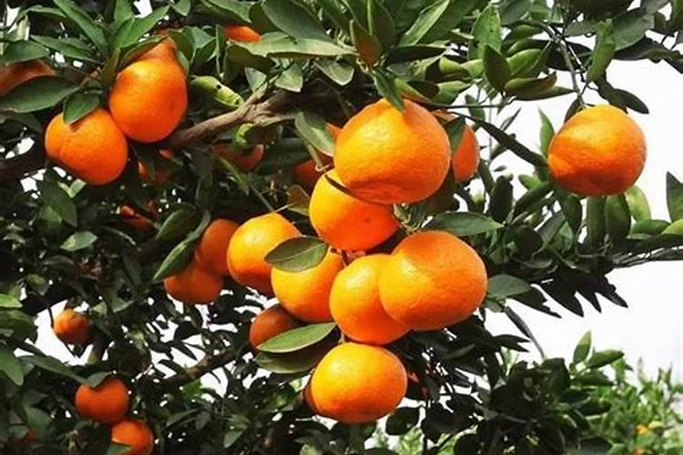 葡萄什么时间施肥？葡萄如何掐尖？