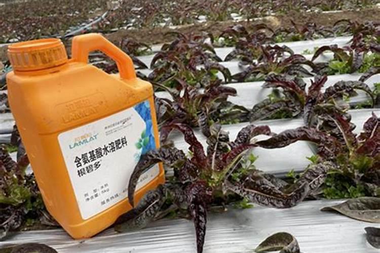 莴笋催芽后如何播种？