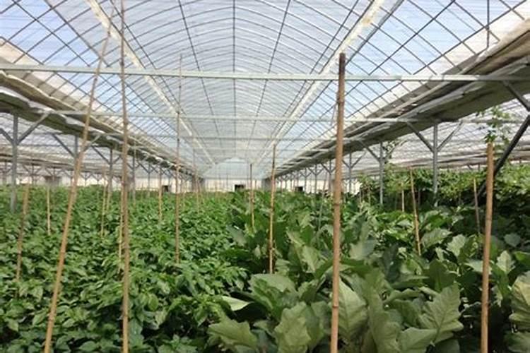 济农红钾能与杀菌剂杀虫剂混用吗