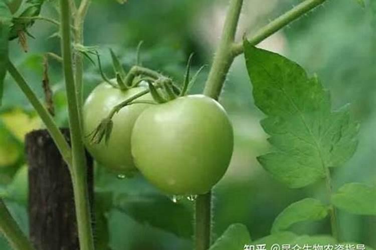 矿源黄腐酸钾使用方法