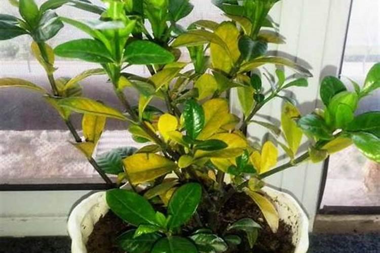 甜瓜叶子发黄怎么回事