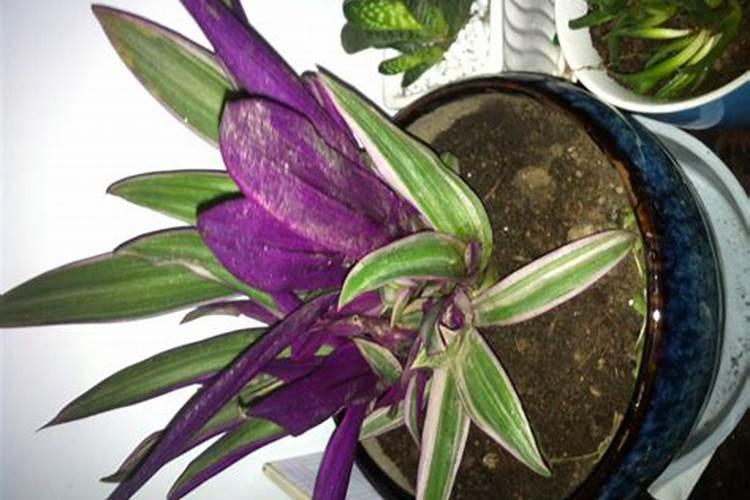 紫色吊兰怎么养才能更旺盛