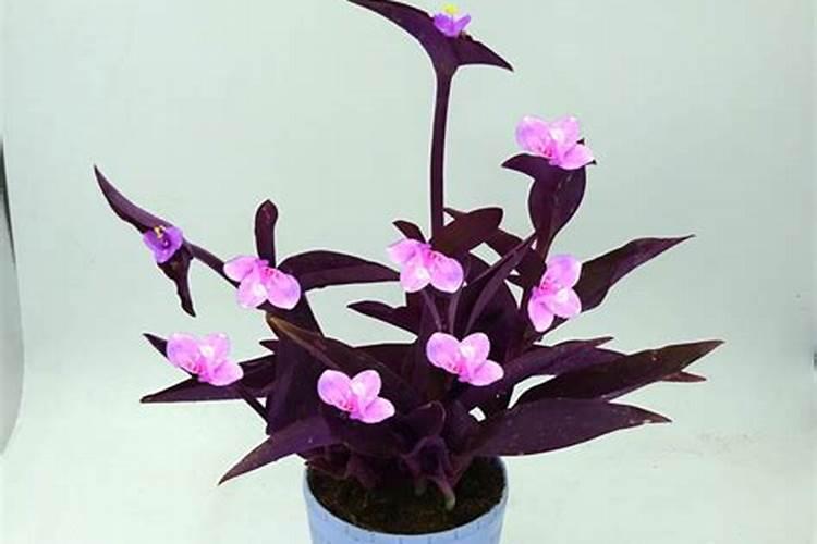 紫色吊兰怎么养才能更旺盛