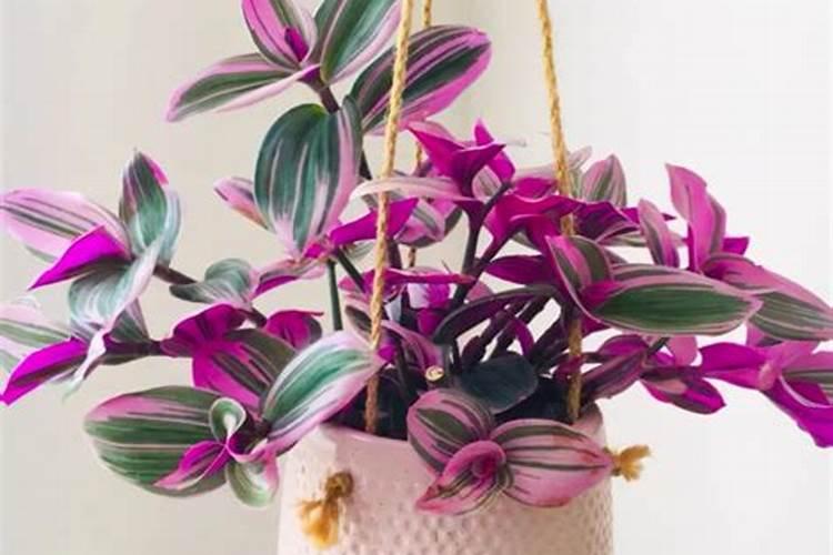 紫色吊兰怎么养才能更旺盛