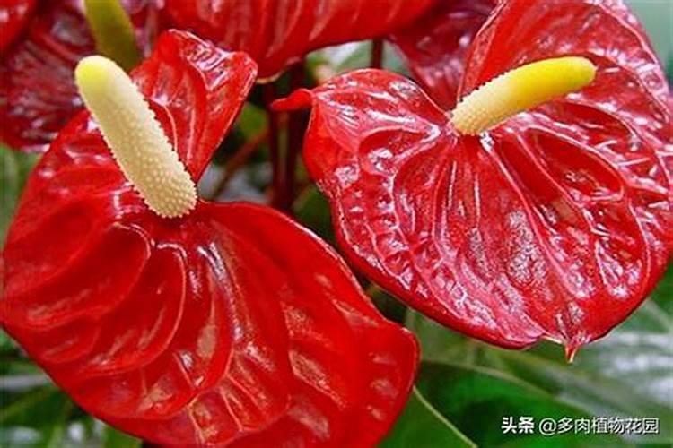 柑橘着色,用什么叶面肥效果好？