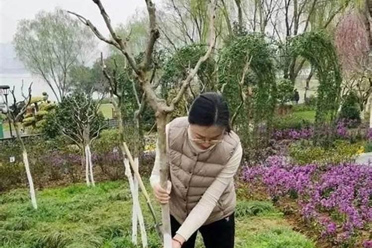 刚栽的小树苗可以施磷肥吗？