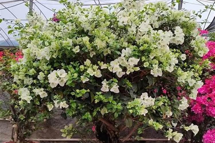 土豆叶面肥简介